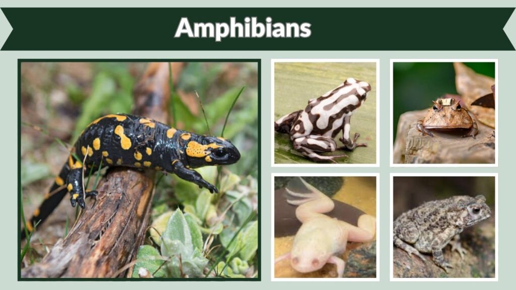  Amphibians