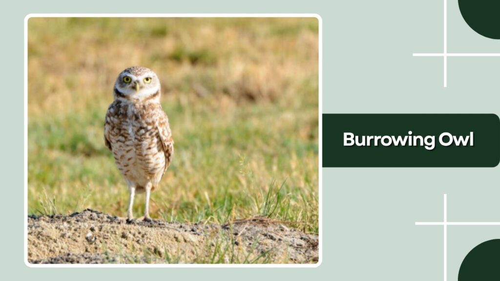 Burrowing Owl