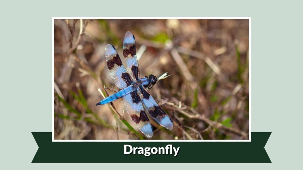  Dragonfly