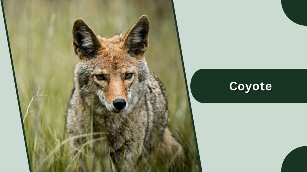 Coyote