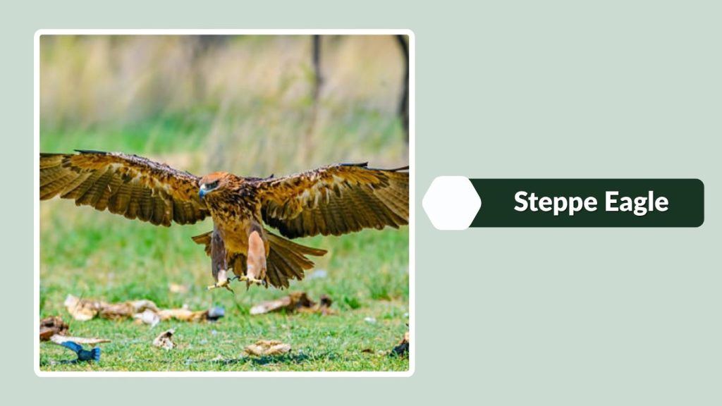 Steppe Eagle