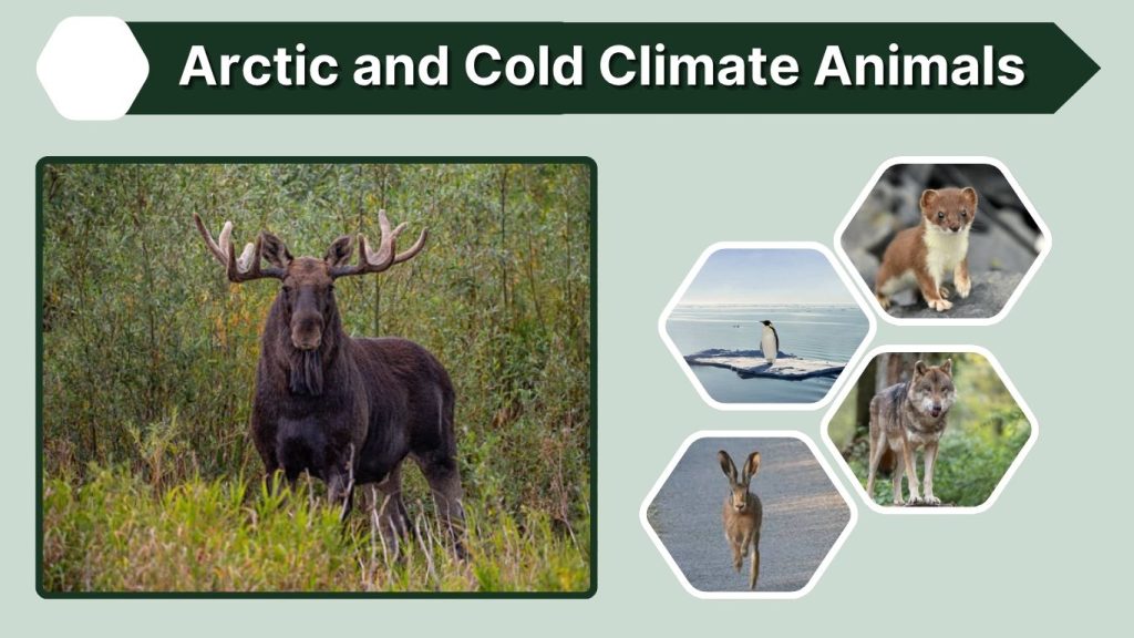 Arctic and Cold Climate Animals