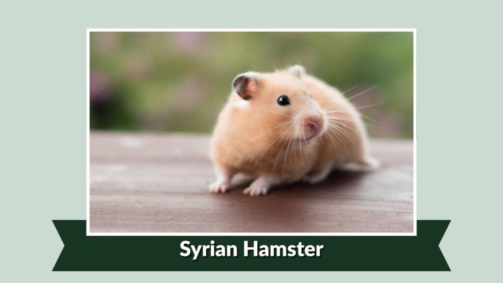 Syrian Hamster