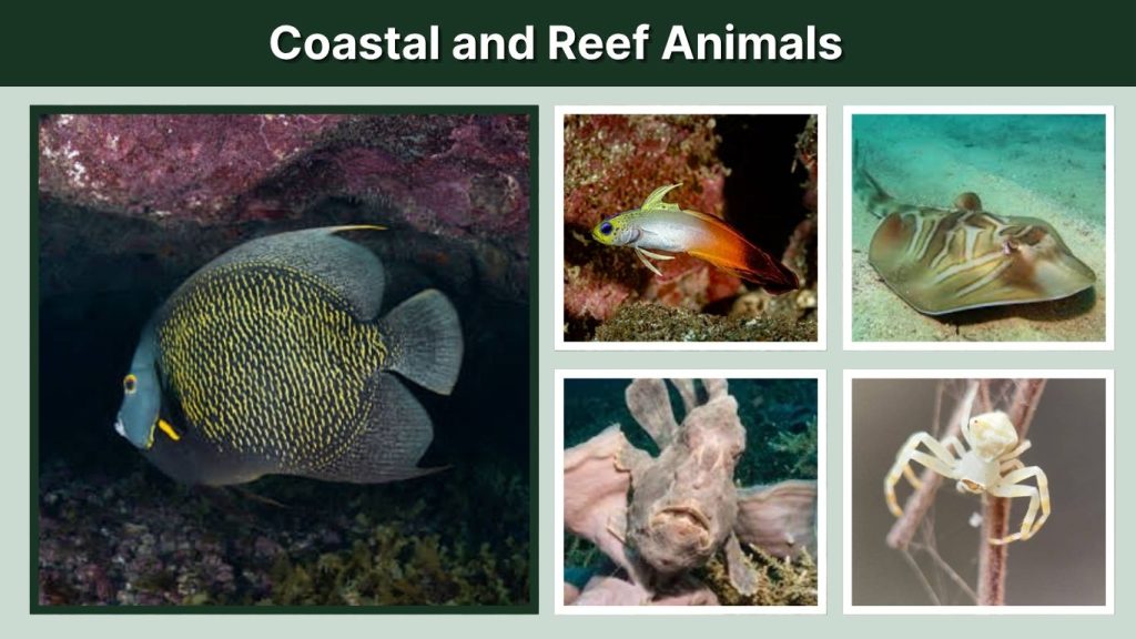 Coastal and Reef Animals