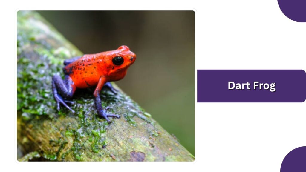 Dart Frog
