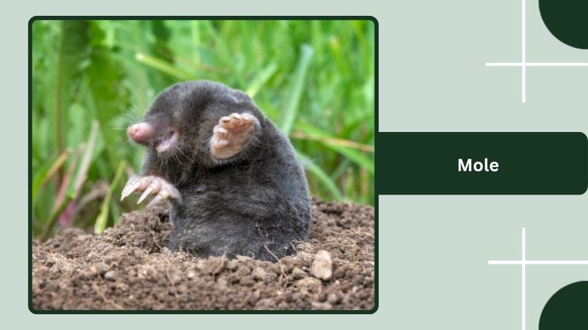 Mole