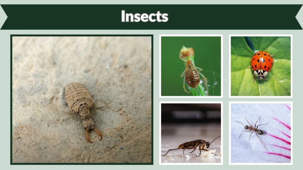  Insects