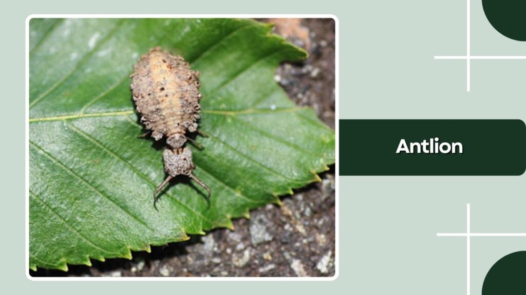 Antlion