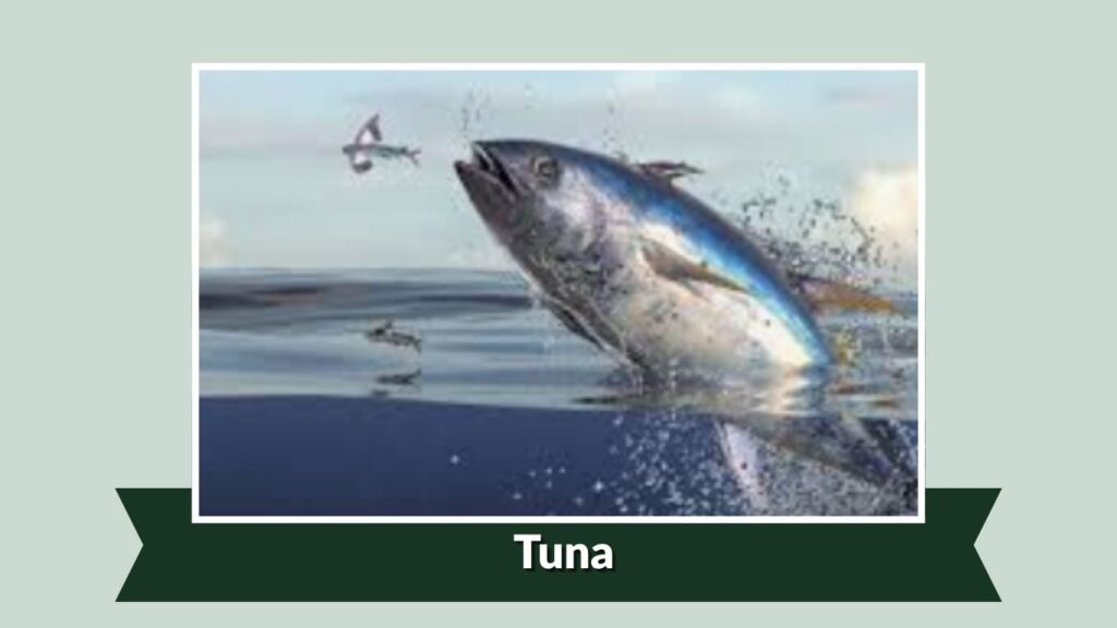 Tuna