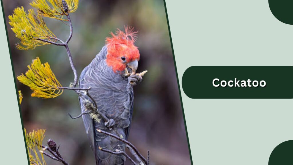 Cockatoo