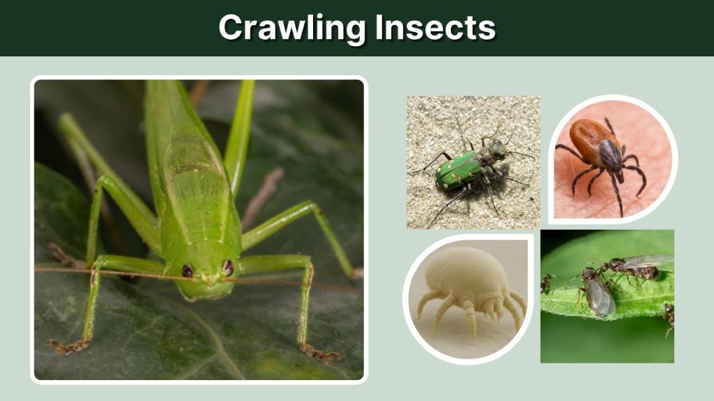 Crawling Insects