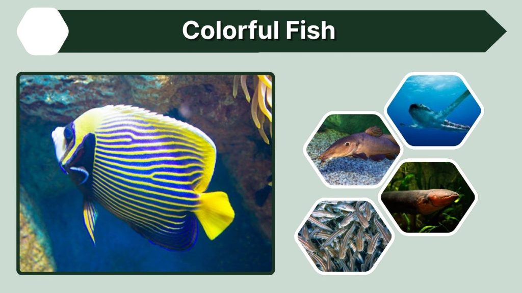 Colorful Fish