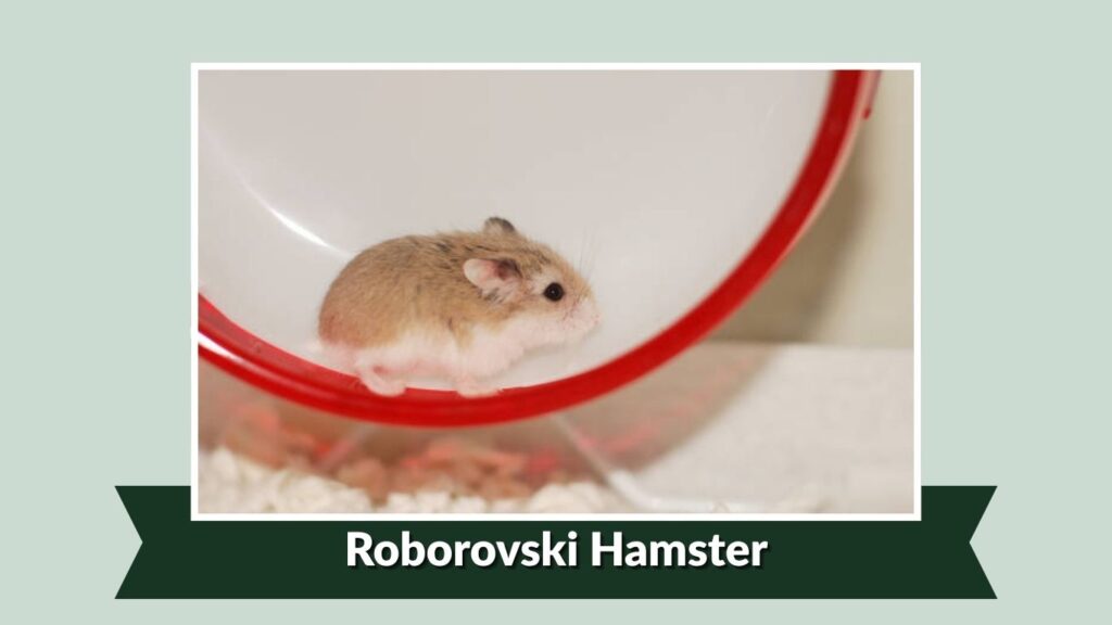 Roborovski Hamster