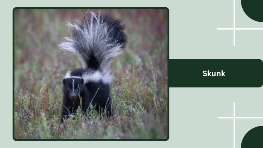 Skunk