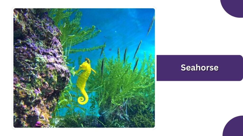 Seahorse