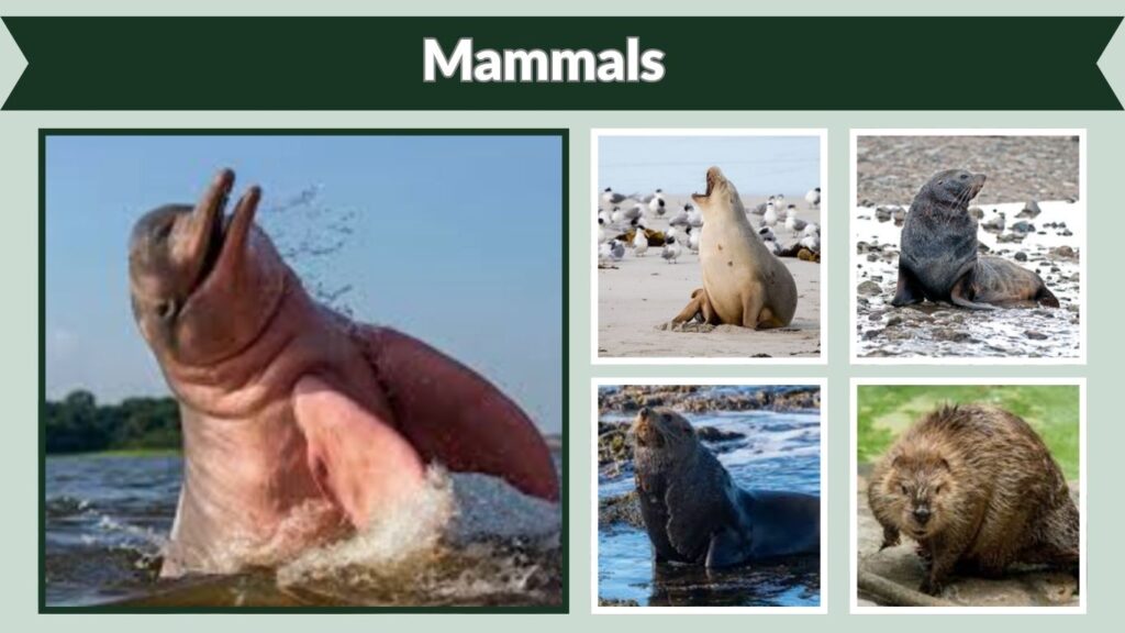 Mammals