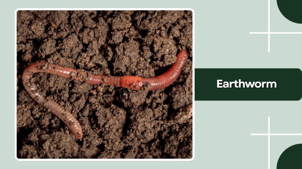  Earthworm