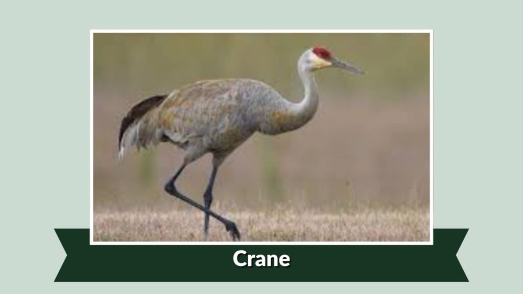Crane