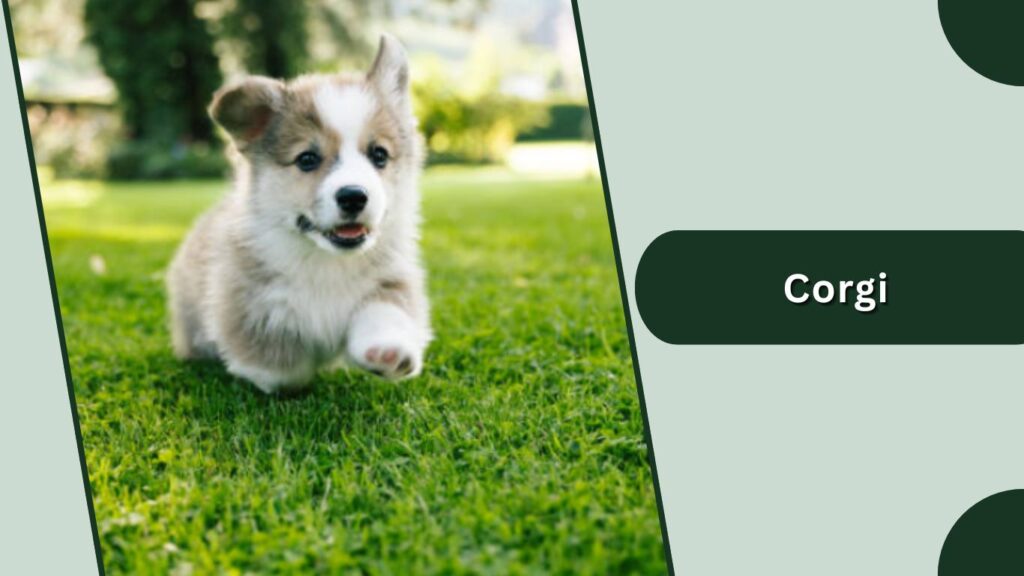 Corgi