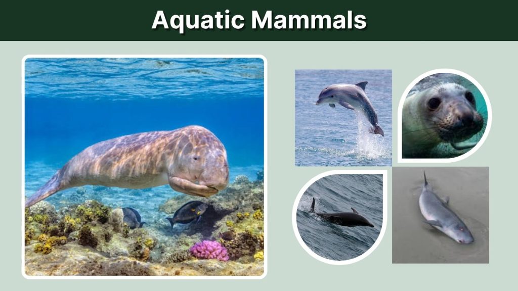Aquatic Mammals