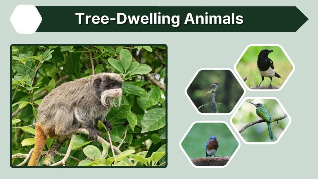 Tree-Dwelling Animals