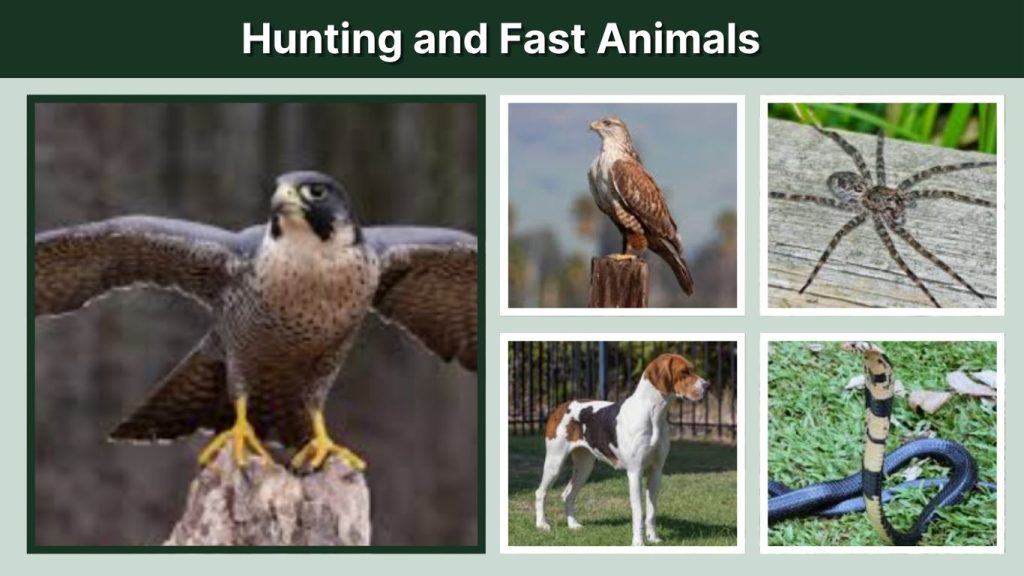 Hunting and Fast Animals