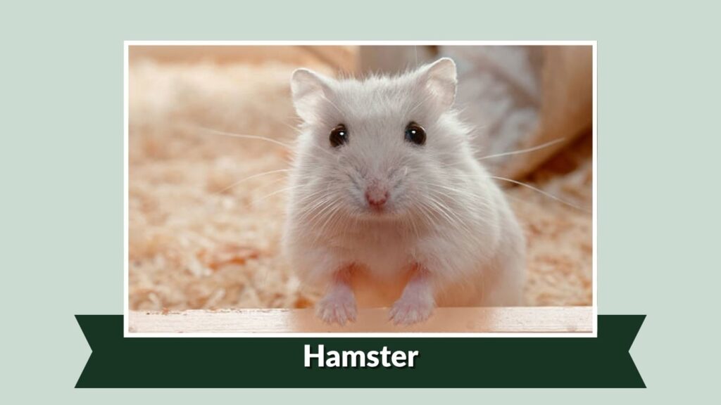 Hamster
