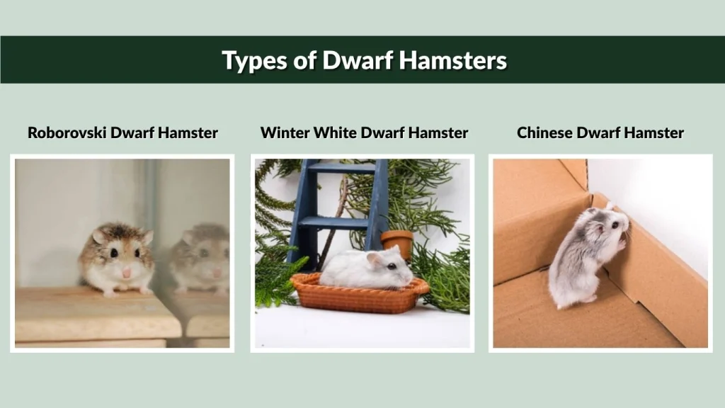 Types of Dwarf Hamsters