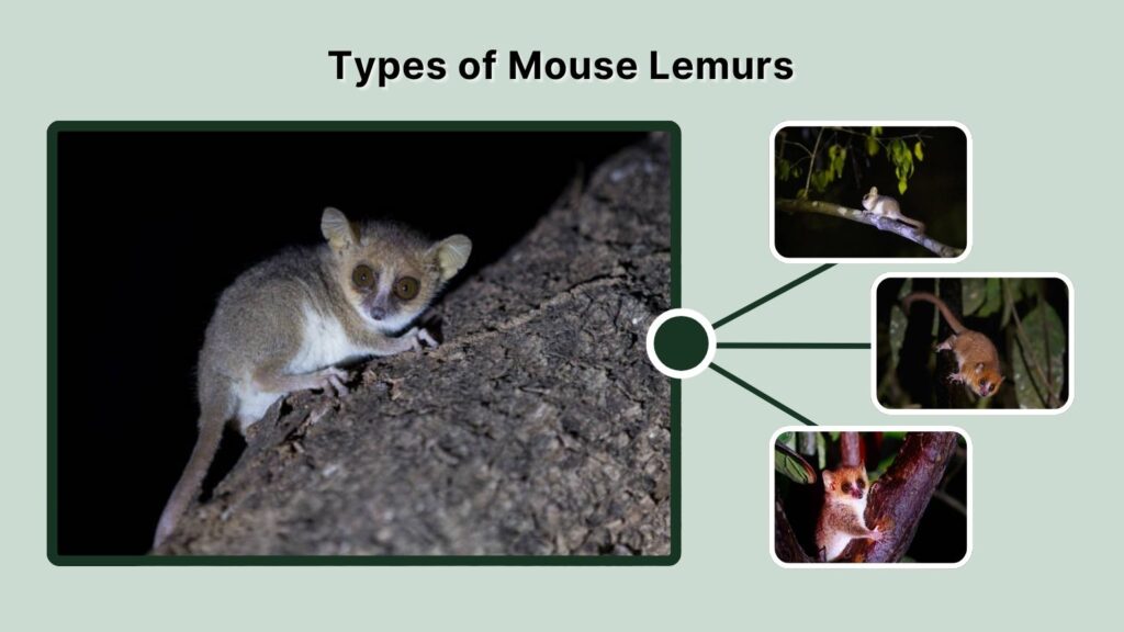 Types of Mouse Lemurs