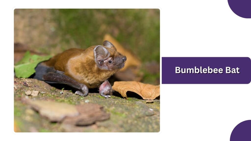Bumblebee Bat