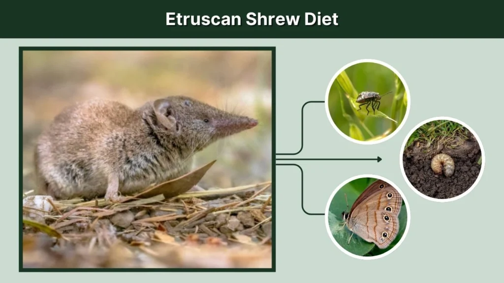 Etruscan Shrew Diet