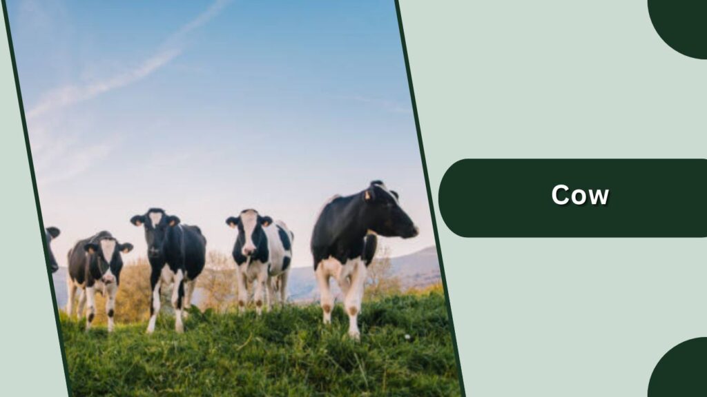 Cow