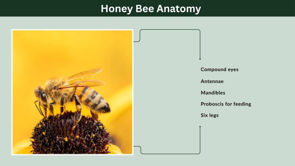 Honey Bee Anatomy