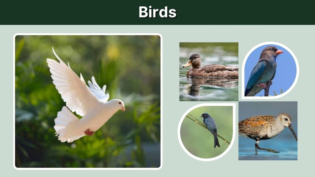 Birds