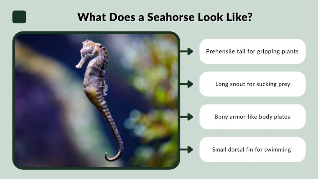 What Does a Seahorse Look Like?