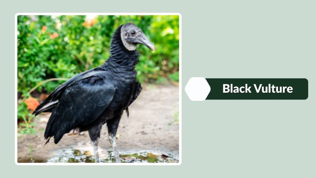 Black Vulture
