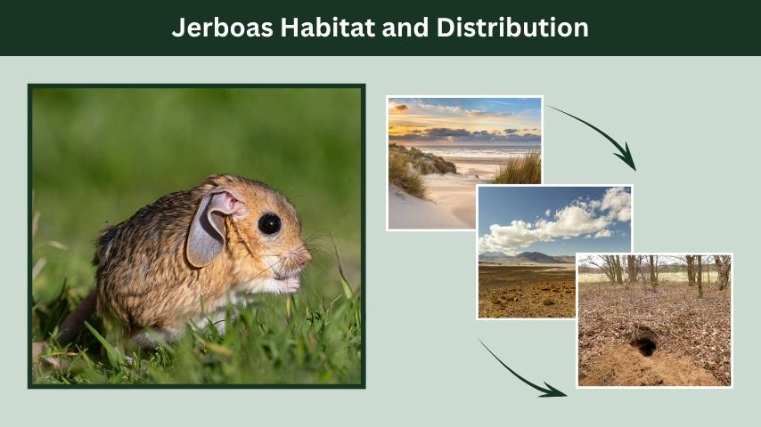 Jerboas Habitat and Distribution