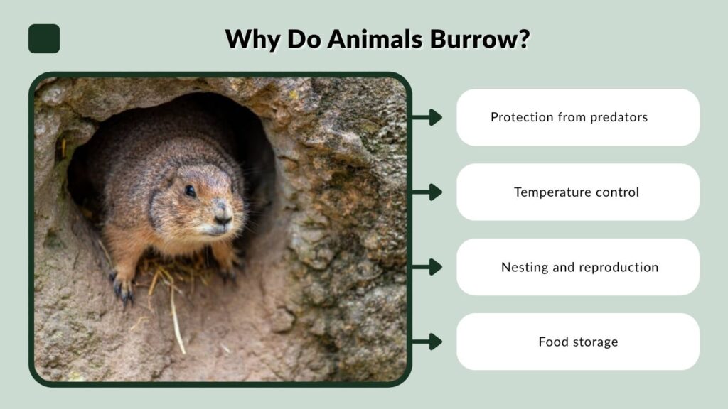 Why Do Animals Burrow?