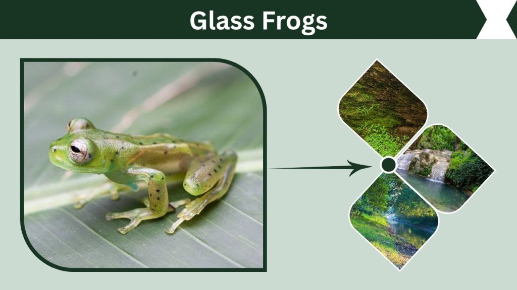 Glass Frogs Habitat and Distribution