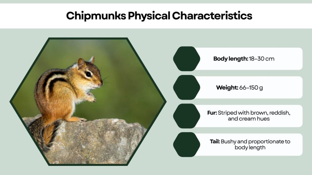 Chipmunks Physical Characteristics