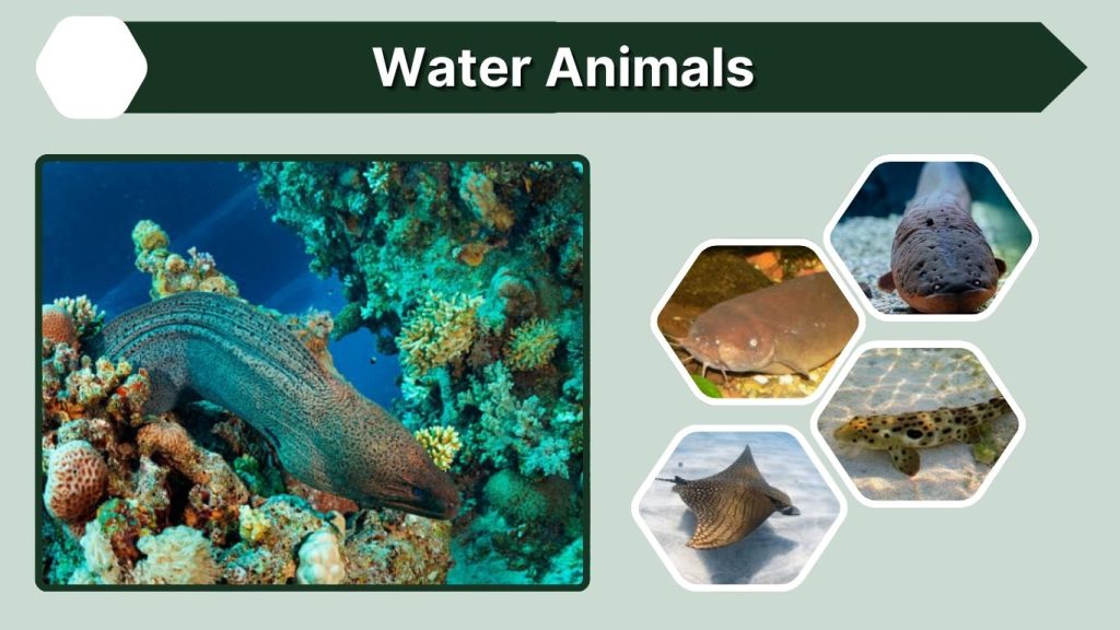 Water Animals