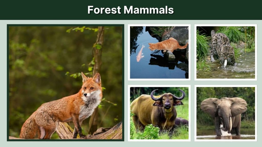 Forest Mammals
