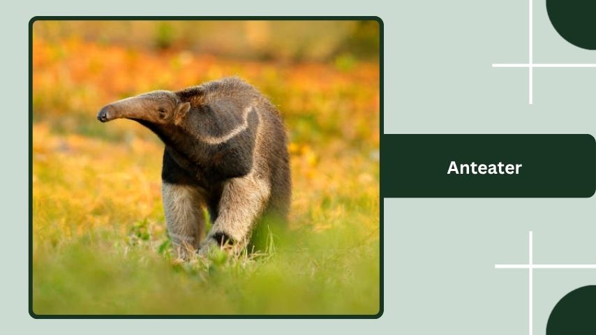 Anteater