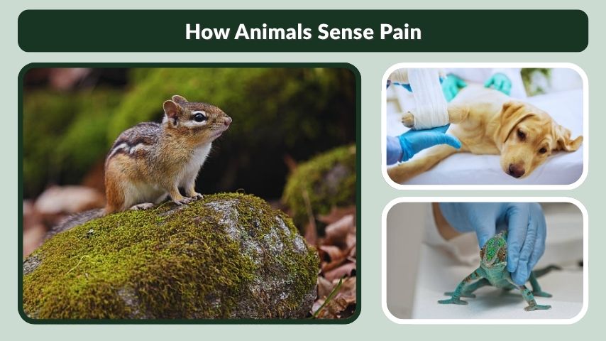 How Animals Sense Pain