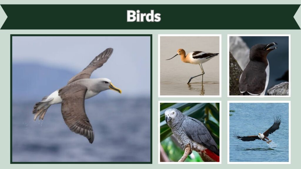 Birds