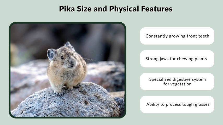 Pika Size and Physical Features