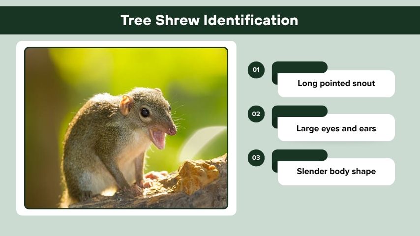 Tree Shrew Identification