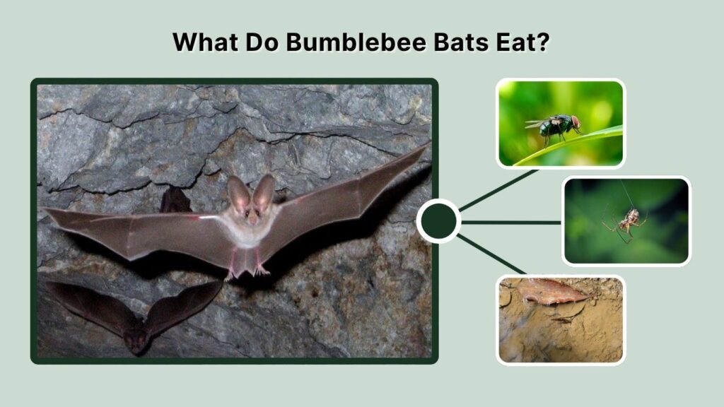 What Do Bumblebee Bats Eat?