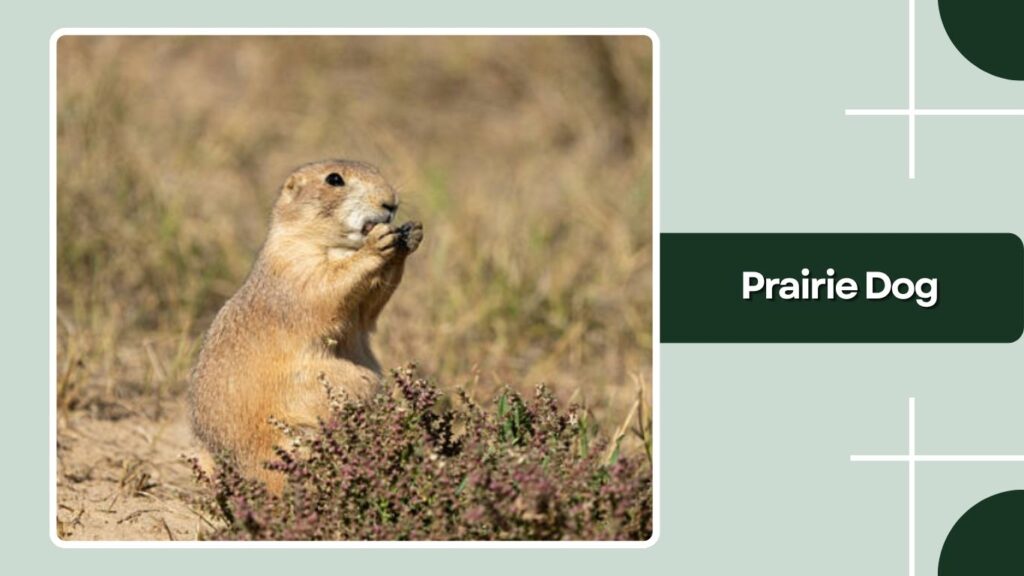 Prairie Dog