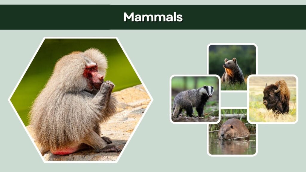 Mammals